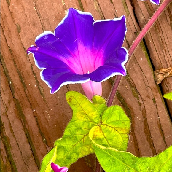 Meet your Posher, Mitzi - Picture 1 of 1